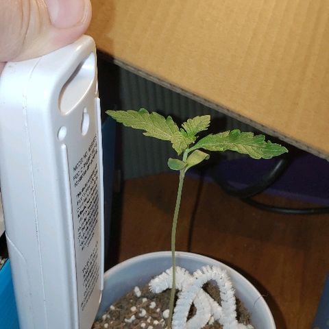 Bubble Gum XL growlog photo: 2nd true leaves getting bigger