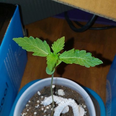 Bubble Gum XL growlog photo: 2nd true leaves getting bigger