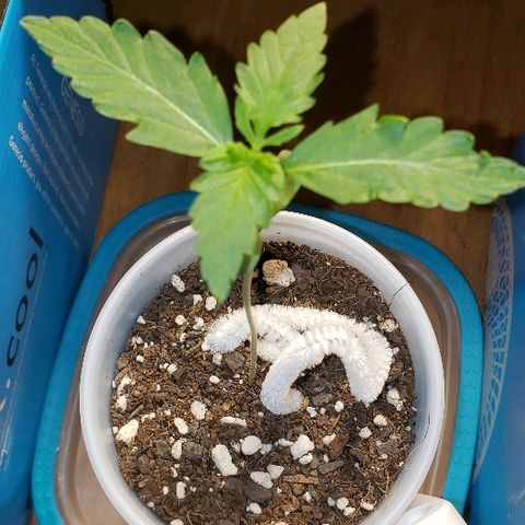 Bubble Gum XL growlog timeline photo