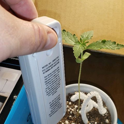 Bubble Gum XL growlog timeline photo