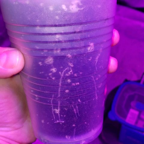 Bubble Gum XL growlog photo: She's got roots showing