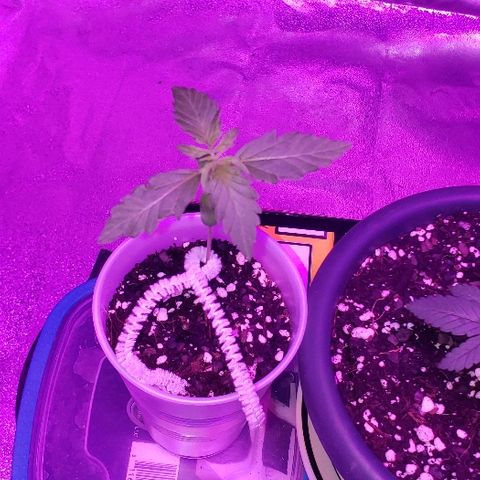 Bubble Gum XL growlog photo: She's got roots showing