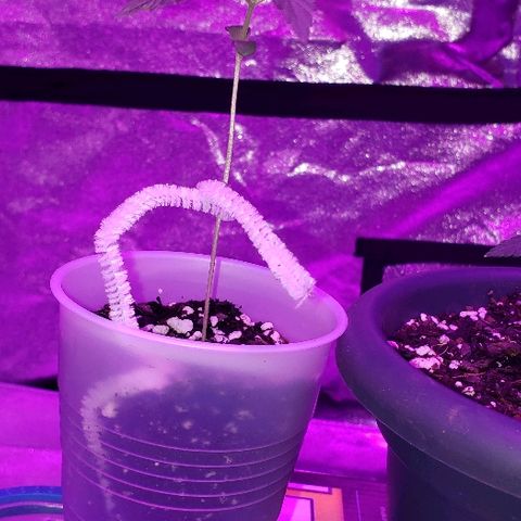 Bubble Gum XL growlog photo: She's got roots showing