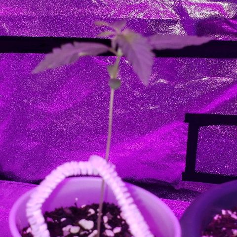 Bubble Gum XL growlog photo: She's got roots showing