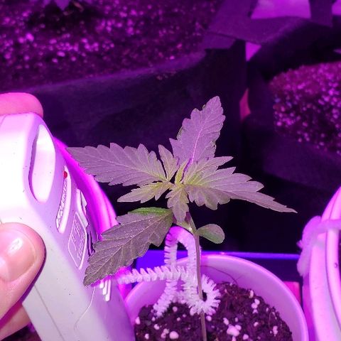 Bubble Gum XL growlog timeline photo