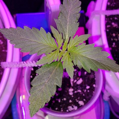 Bubble Gum XL growlog timeline photo