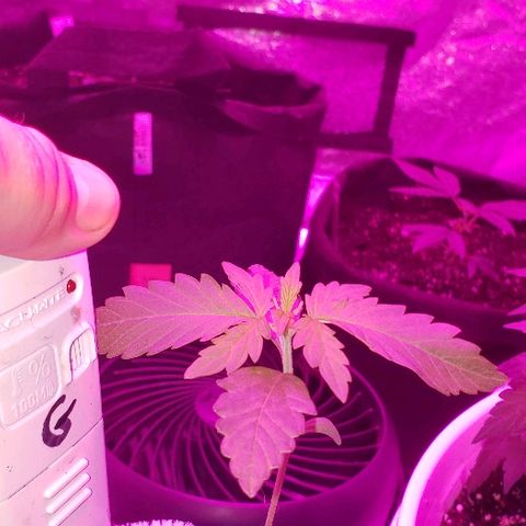 Bubble Gum XL growlog timeline photo