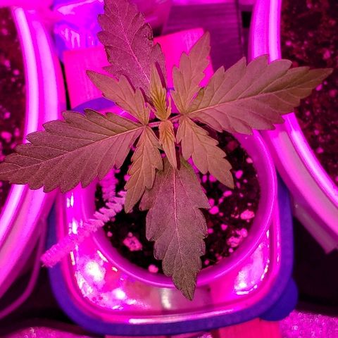 Bubble Gum XL growlog timeline photo