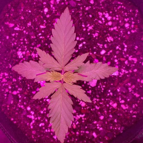 Bubble Gum XL growlog timeline photo