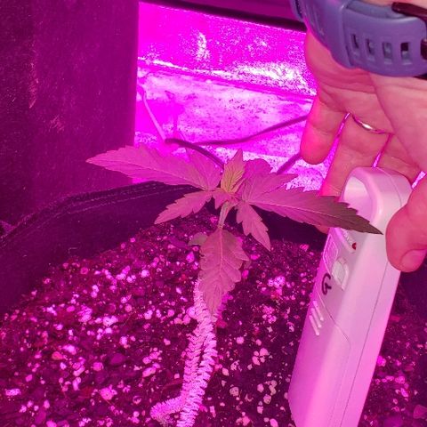 Bubble Gum XL growlog timeline photo