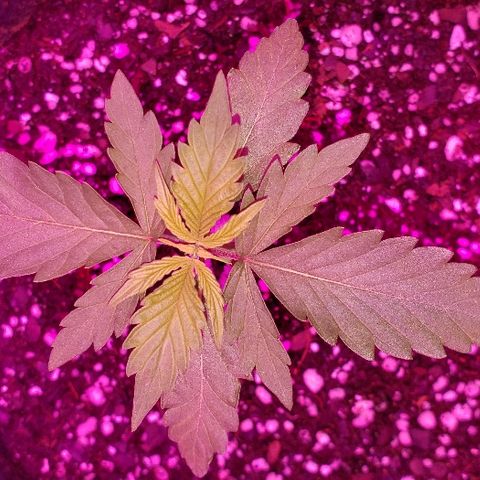 Bubble Gum XL growlog timeline photo