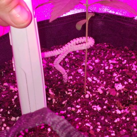 Bubble Gum XL growlog timeline photo