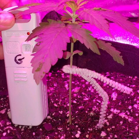 Bubble Gum XL growlog timeline photo