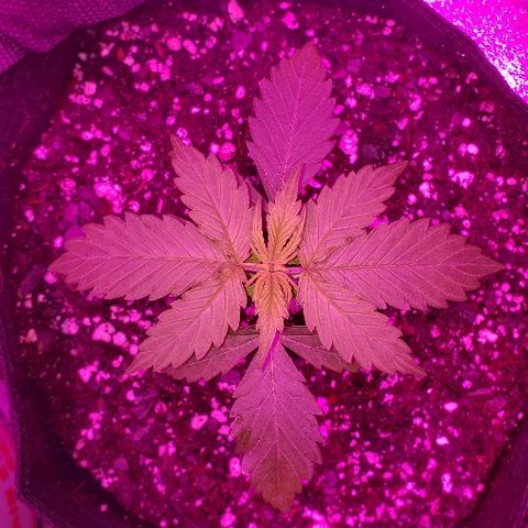 Bubble Gum XL growlog timeline photo