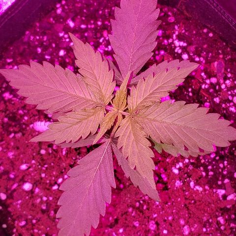 Bubble Gum XL growlog timeline photo