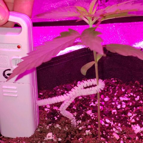 Bubble Gum XL growlog timeline photo