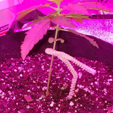 Bubble Gum XL growlog timeline photo