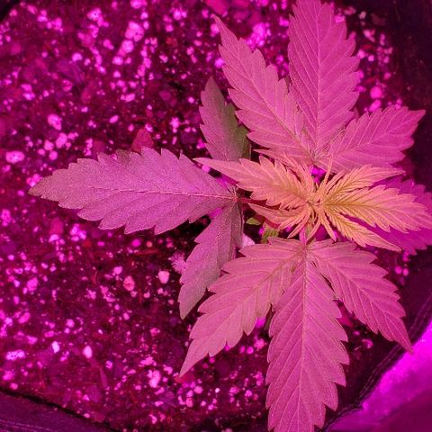 Bubble Gum XL growlog timeline photo