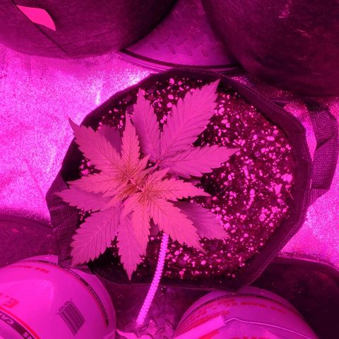 Bubble Gum XL growlog timeline photo