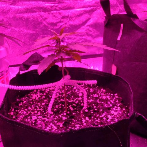 Bubble Gum XL growlog timeline photo