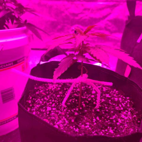 Bubble Gum XL growlog timeline photo