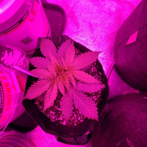 Bubble Gum XL growlog timeline photo