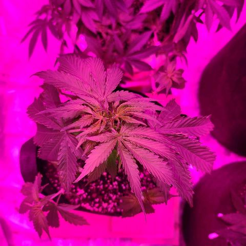 Bubble Gum XL growlog timeline photo