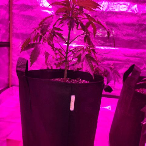 Bubble Gum XL growlog timeline photo