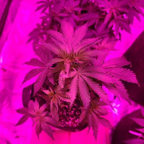 Bubble Gum XL growlog timeline photo