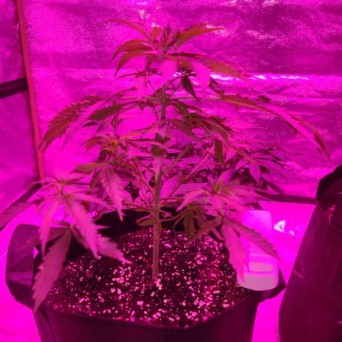 Bubble Gum XL growlog timeline photo