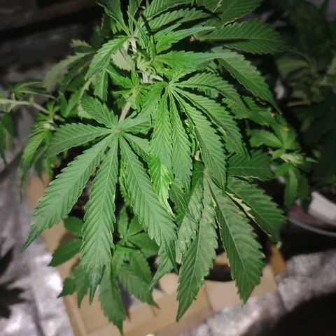 Bubble Gum XL growlog timeline photo