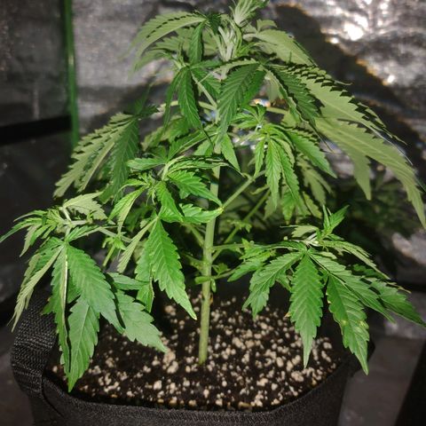 Bubble Gum XL growlog timeline photo