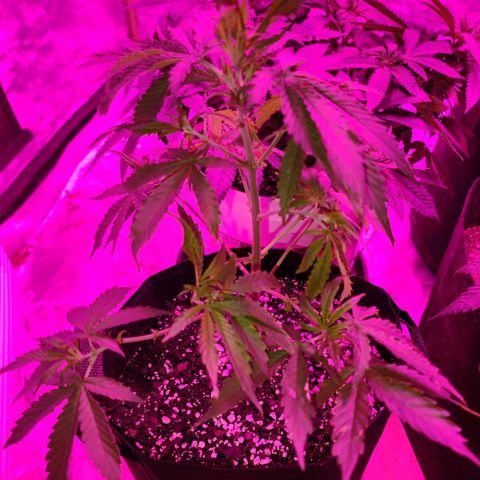 Bubble Gum XL growlog timeline photo