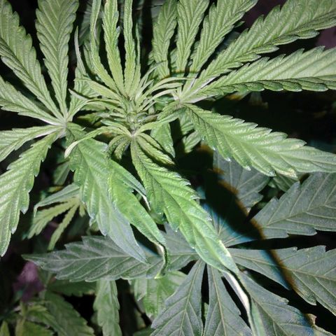 Bubble Gum XL growlog timeline photo