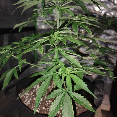 Bubble Gum XL growlog timeline photo
