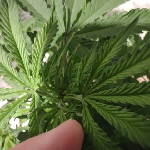 Bubble Gum XL growlog timeline photo