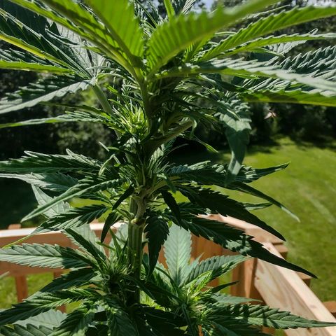 Bubble Gum XL growlog timeline photo