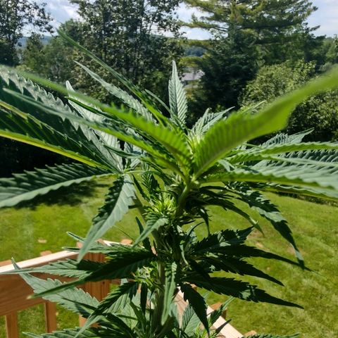 Bubble Gum XL growlog timeline photo