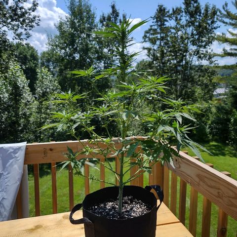 Bubble Gum XL growlog timeline photo