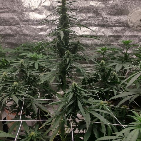 Bubble Gum XL growlog timeline photo