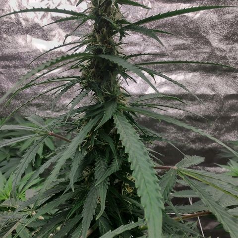 Bubble Gum XL growlog timeline photo