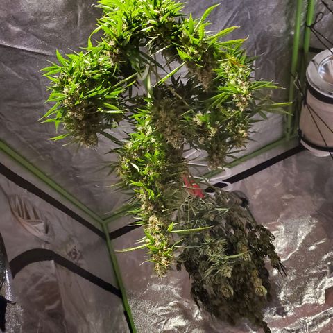 Bubble Gum XL growlog timeline photo