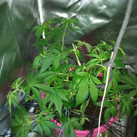 Haze Berry growlog photo: Green gouse flora al 70%