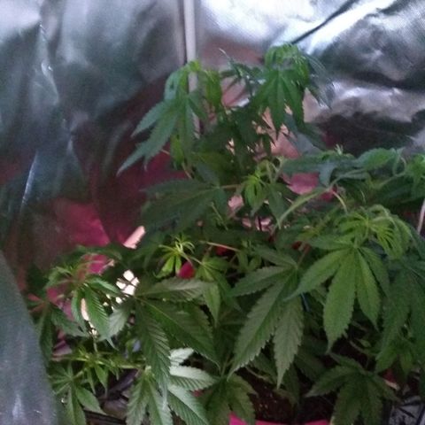 Haze Berry growlog timeline photo