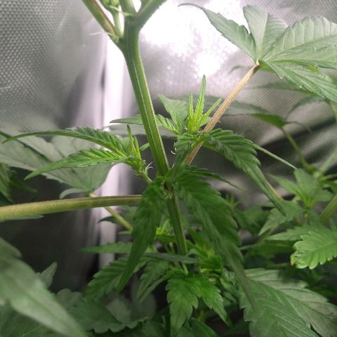 Haze Berry growlog timeline photo