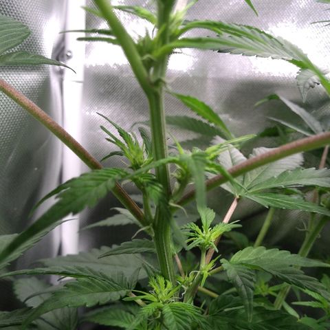 Haze Berry growlog timeline photo