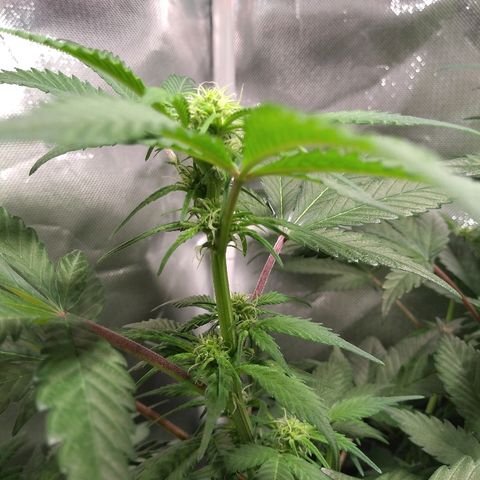 Haze Berry growlog timeline photo