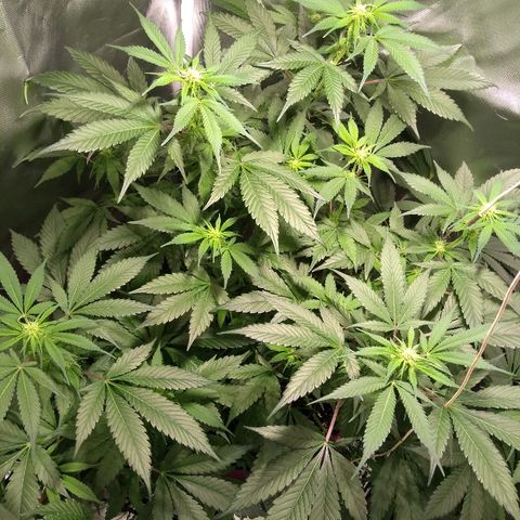 Haze Berry growlog timeline photo