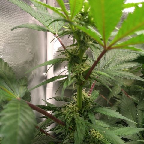Haze Berry growlog timeline photo