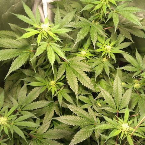 Haze Berry growlog timeline photo